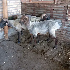 goçkar