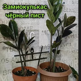 комнатные растения 25м-75м