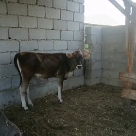 4si bile tuweler