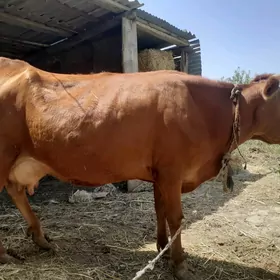 göleli sygyr