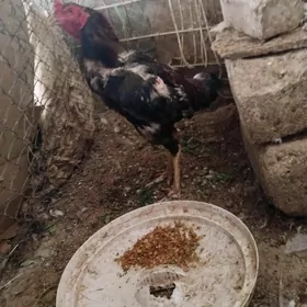 taşkenttaşkent