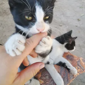кошки в добрые руки