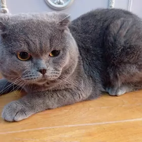 КОТ НА СВИДАНИЕ