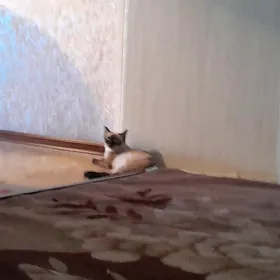 кошка