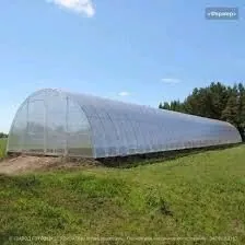 Parnik ekip bilyan Barmy?