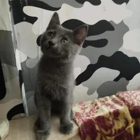 пищик котёнок папа британец