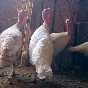 Mäki taşkent induk