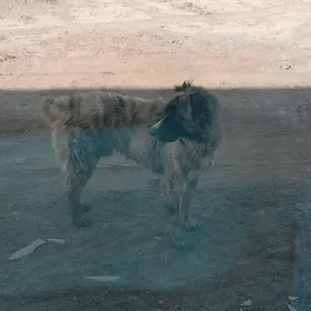 it