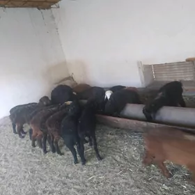 goyun geçi