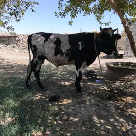 öküz.
