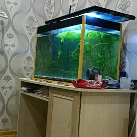 Аквариум