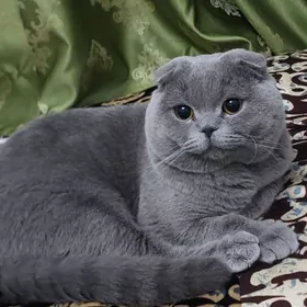 Şatlandski pişik
