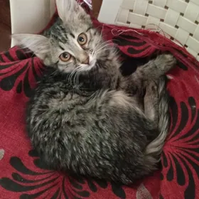 котята