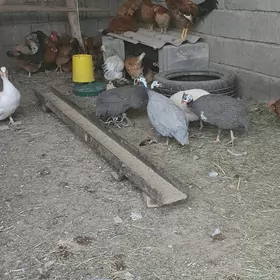 çisarka, ördek...