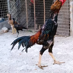 ozbek horaz