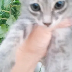 котята для счастья