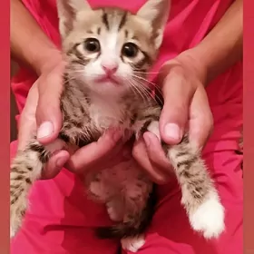 pishik