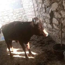 öküz