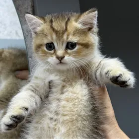 котьик