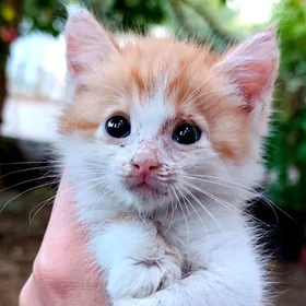 котенок