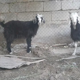 çeviş