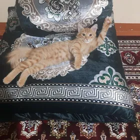pisik kime gerek bolsa oglan