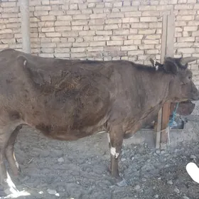 Gysyr Sygyr