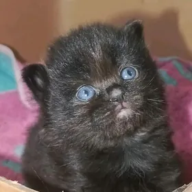 ВИСЛОУХИЕ ЧЁРНЫЕ КОТЯТА!!!