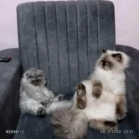 Котики