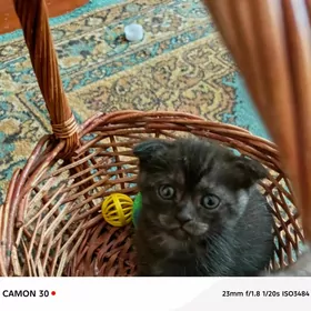 вислоухие котята