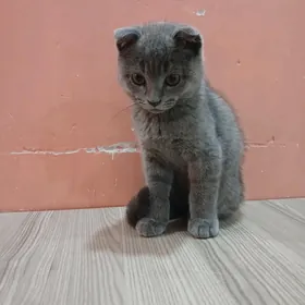 кот
