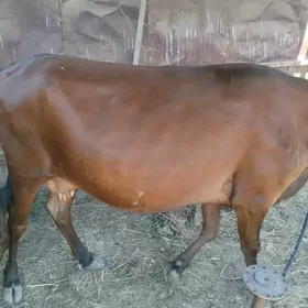 Sygyr