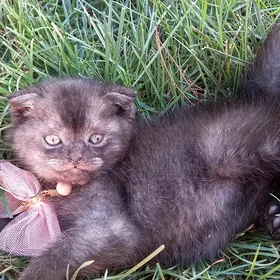 Кошки, котята породистые