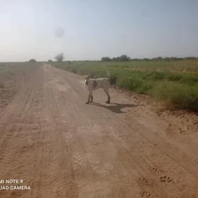 Gaplañ
