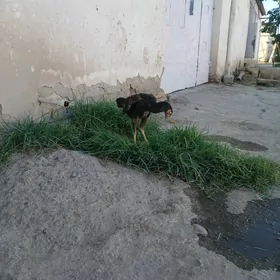 horaz
