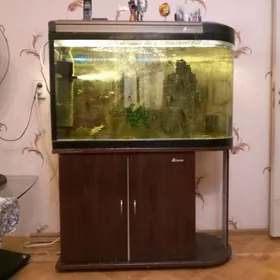 домашние животные
