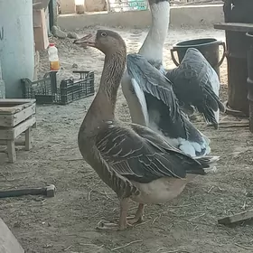 gus