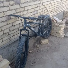 pokki.tigir taze cykan