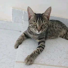 Котёнок окраса Табби