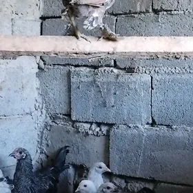 Karlik
