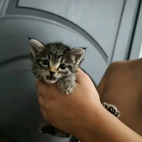 котята в добрые ручки срочна