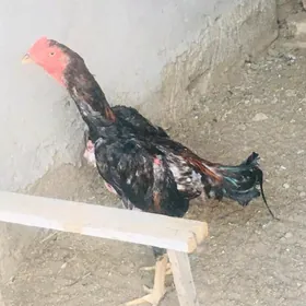 paroda