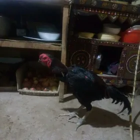 Horaz