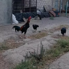 ташкент хораз
