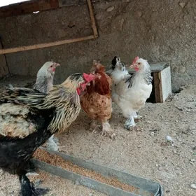 Brama towuk