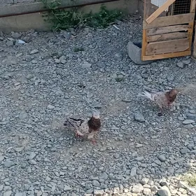 kepderi kepderi