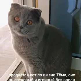 домашние животные