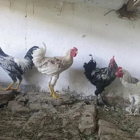 Петушки