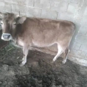 tuwe