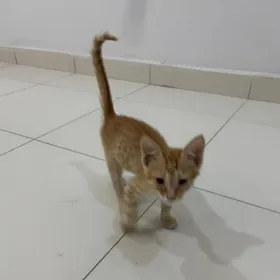 Кот